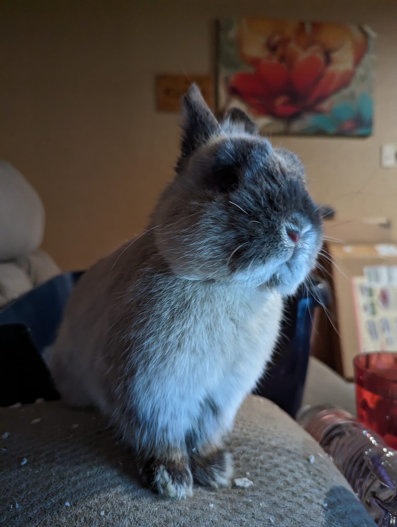 The Rabbit Shack Rabbitry... - The Rabbit Shack Rabbitry