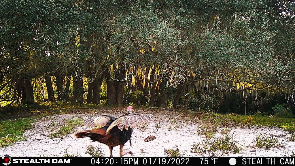Southern Strutters Outfitters