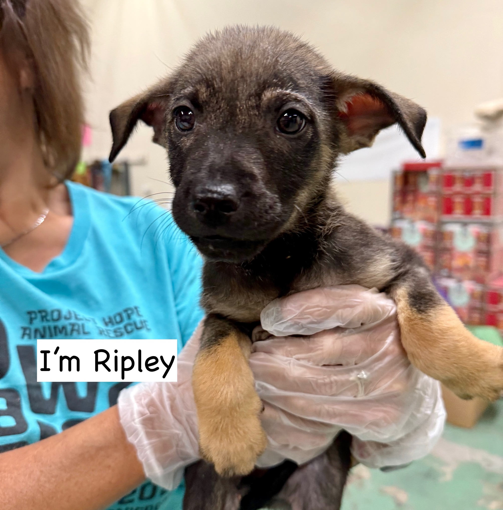 Project Hope... - Project Hope Animal Rescue Foundation