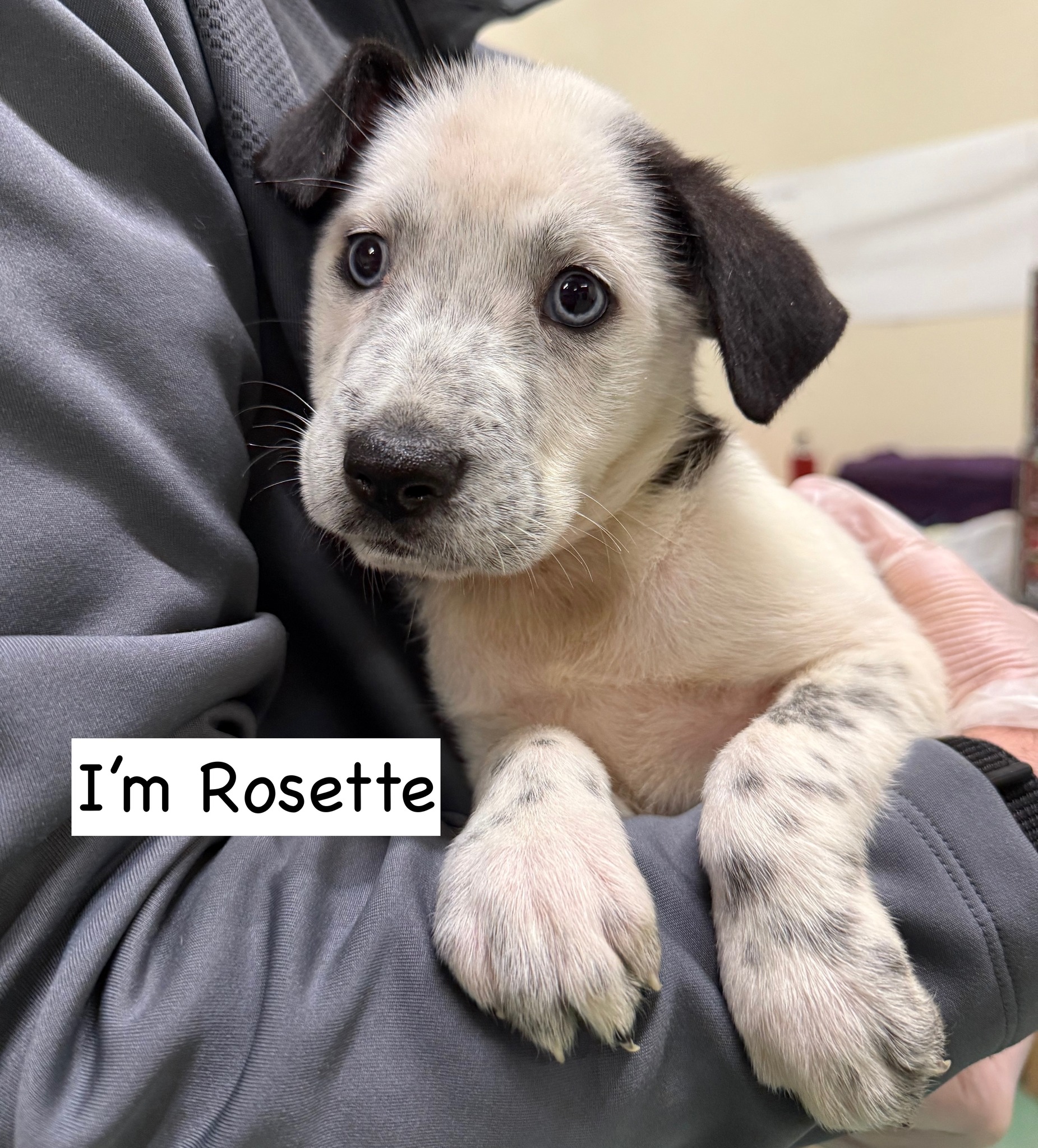 Project Hope... - Project Hope Animal Rescue Foundation