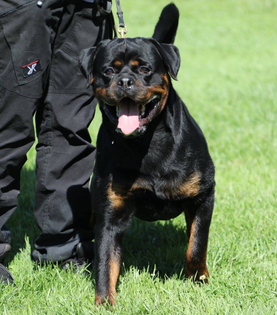 ADRK KS V2 youth II,... - Vom Hause Neubrand Rottweilers