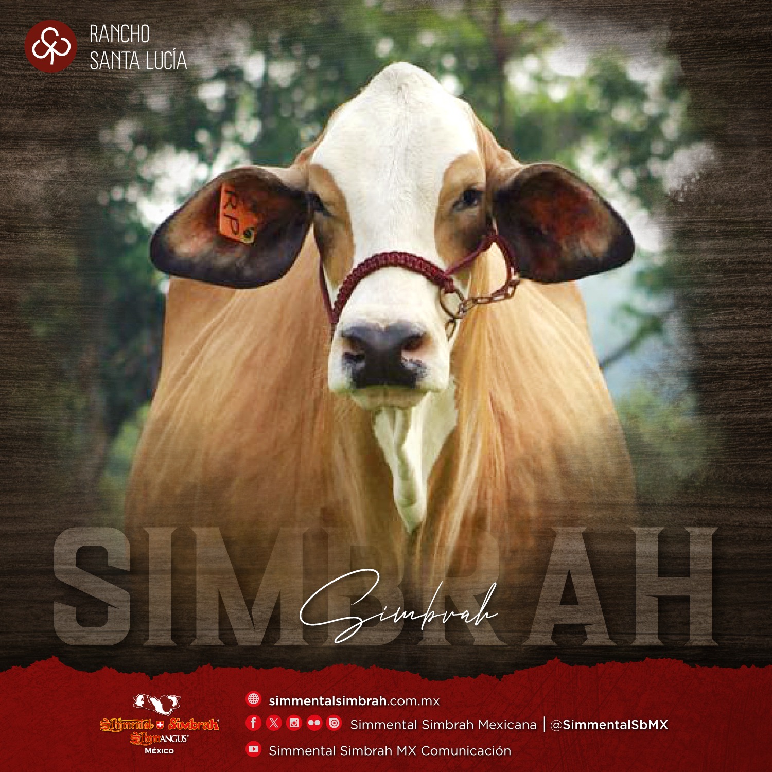 El Simbrah Mexicano es una... - Simmental Simbrah Mexicana | Facebook