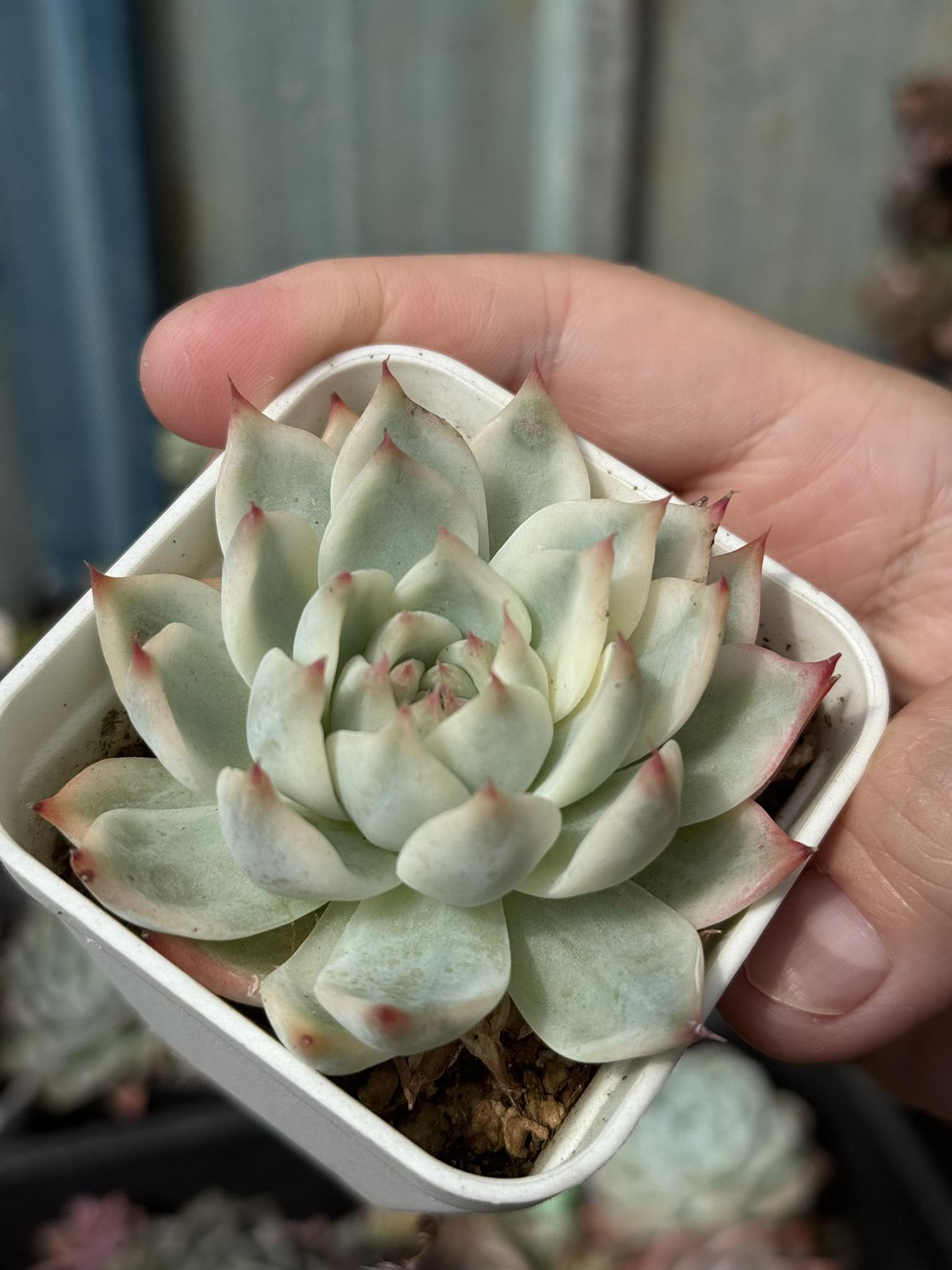 Cluster Tynie Burger Variegated•汉堡锦群#自然锦#一物一拍#现货实拍