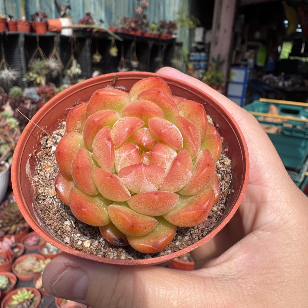 Cluster Tynie Burger Variegated•汉堡锦群#自然锦#一物一拍#现货实拍