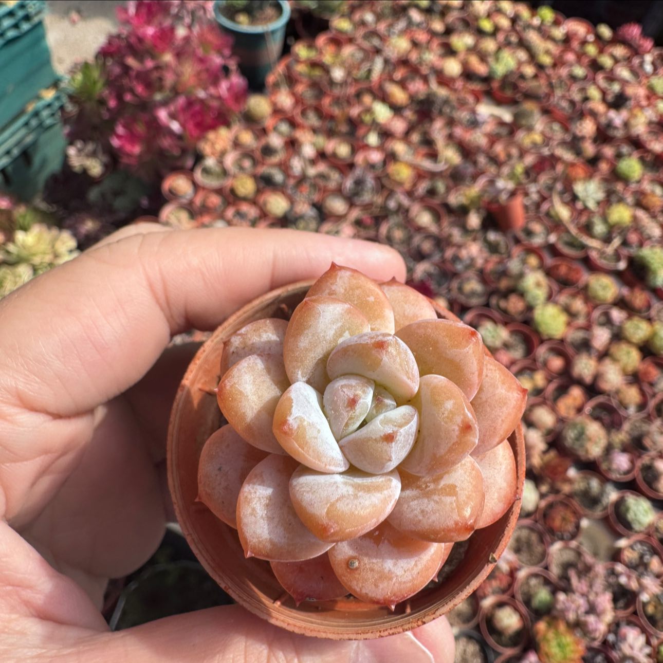Cluster Tynie Burger Variegated•汉堡锦群#自然锦#一物一拍#现货实拍