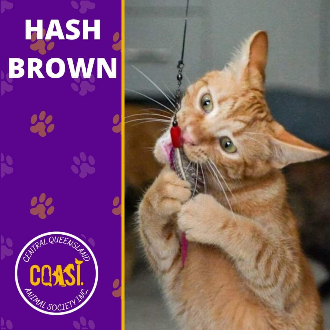 Meet Hash... - Central Queensland Animal Society Inc - CQASI