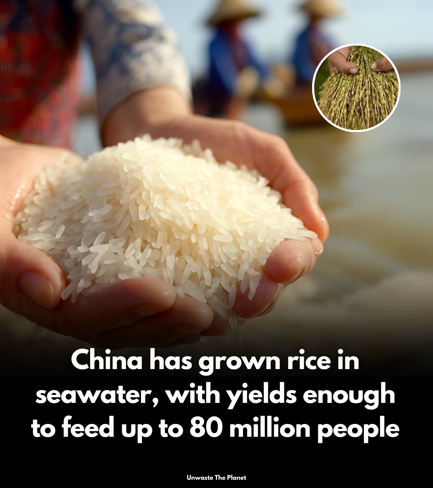 Unwaste - China is pioneering “seawater rice”—salt-tolerant varieties ...
