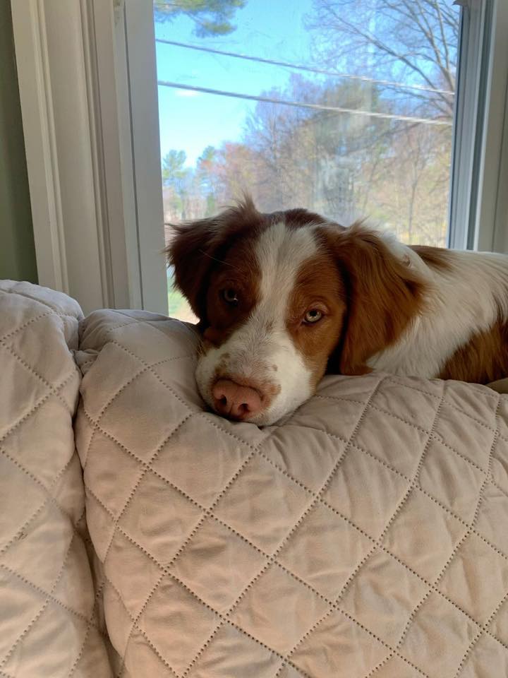 Brittany Puppies For Adoption | Facebook