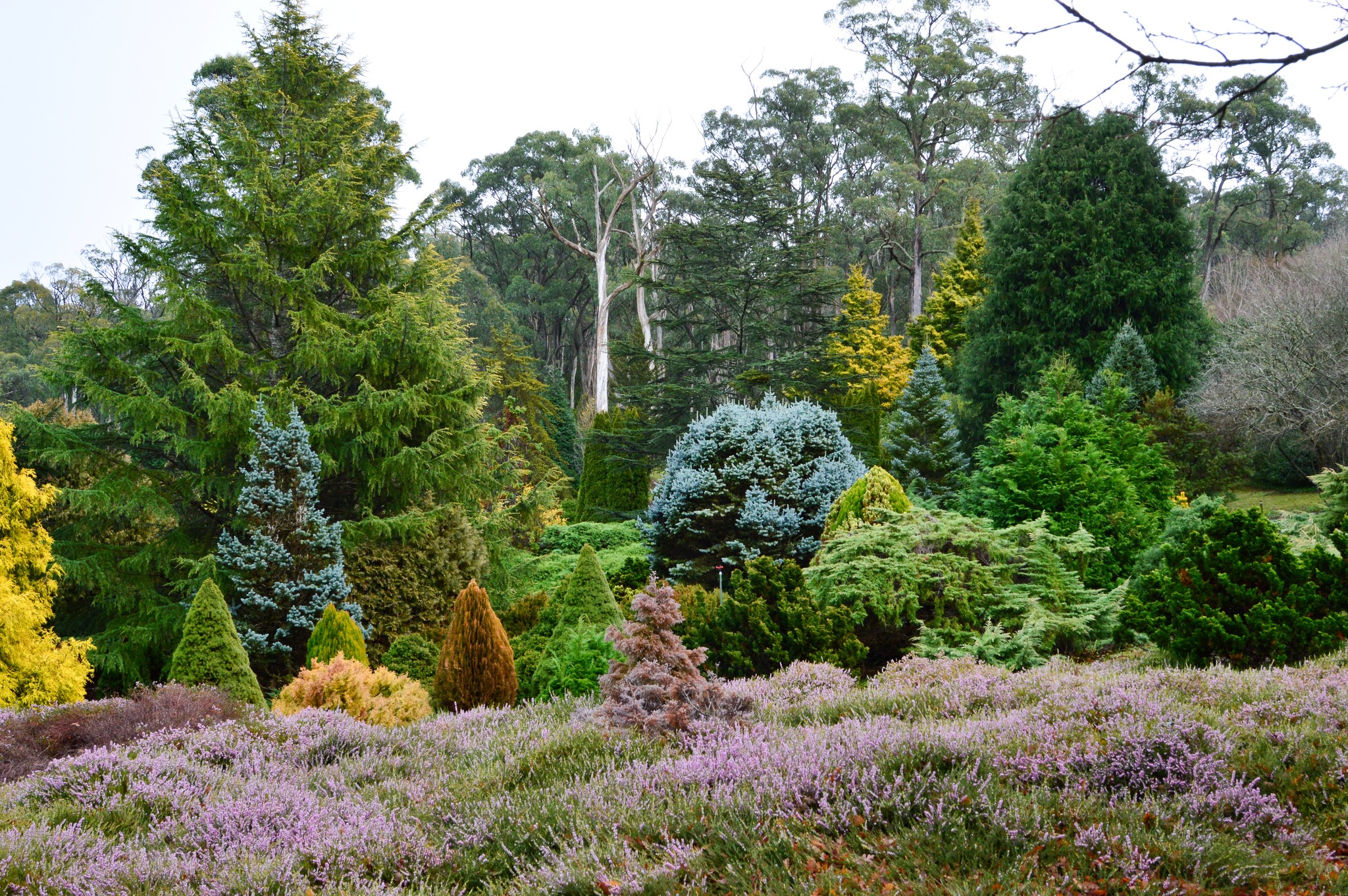 Mount - The tranquil Dwarf Conifer Lawn at Mount Lofty Botanic Garden ...