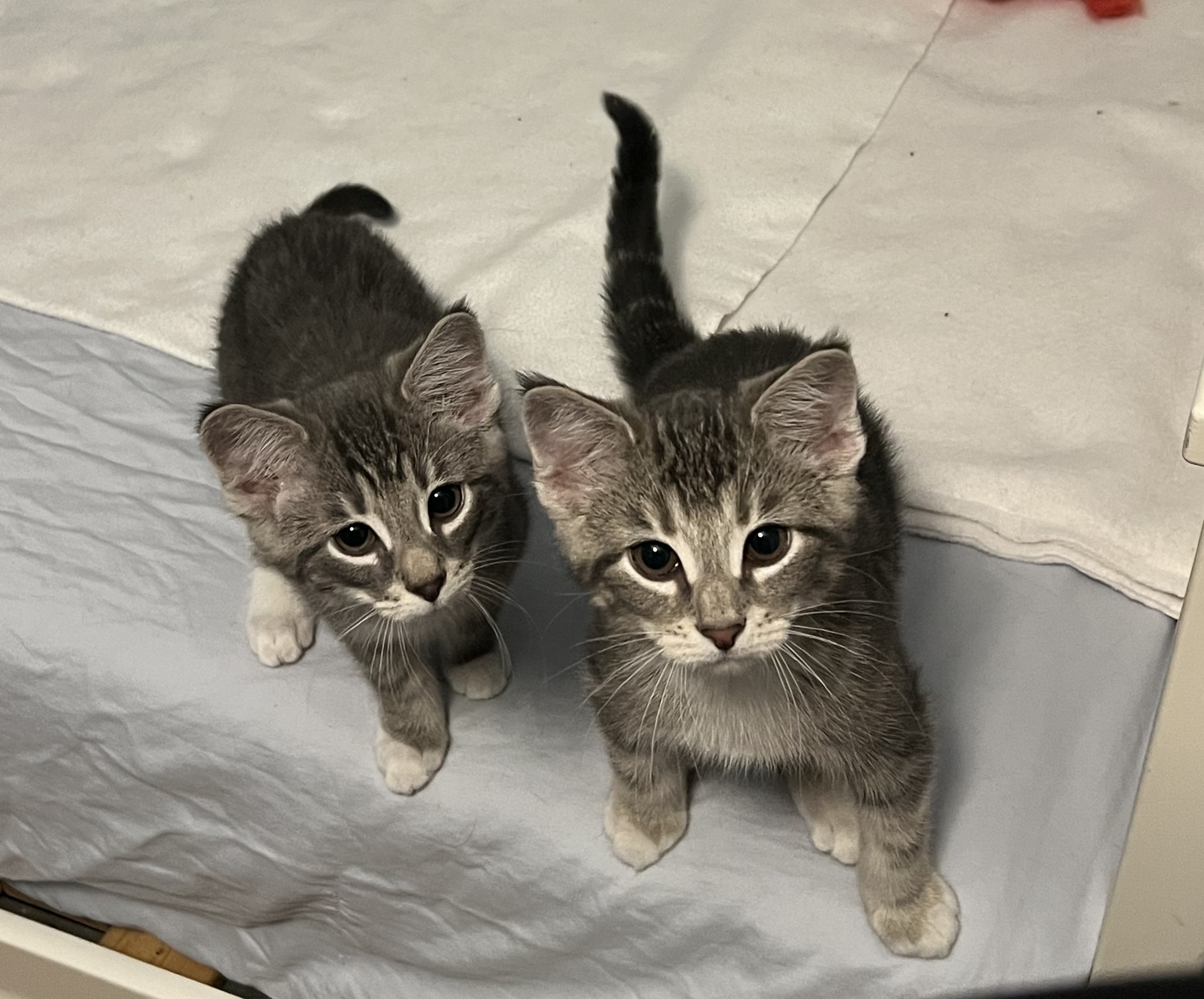 SUPERSTAR COUNTRY... - Forgotten Felines, Inc. of Connecticut