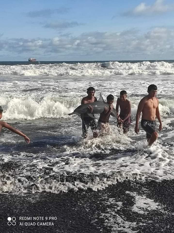 Un delfín encayó en la playa... - Noticias Villa Canales HOY | Facebook
