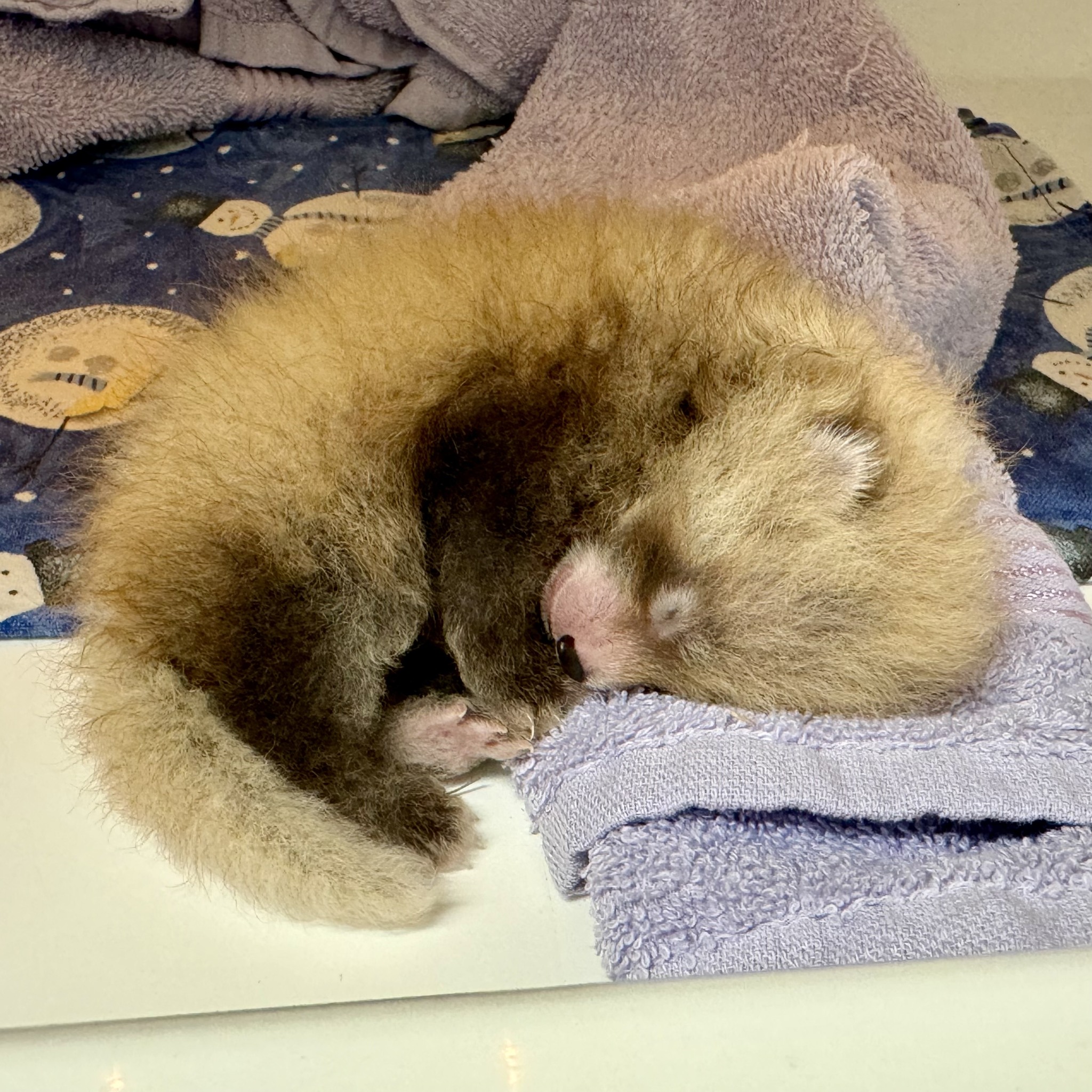 Sunset Zoo is thrilled to introduce you to our new red panda cub