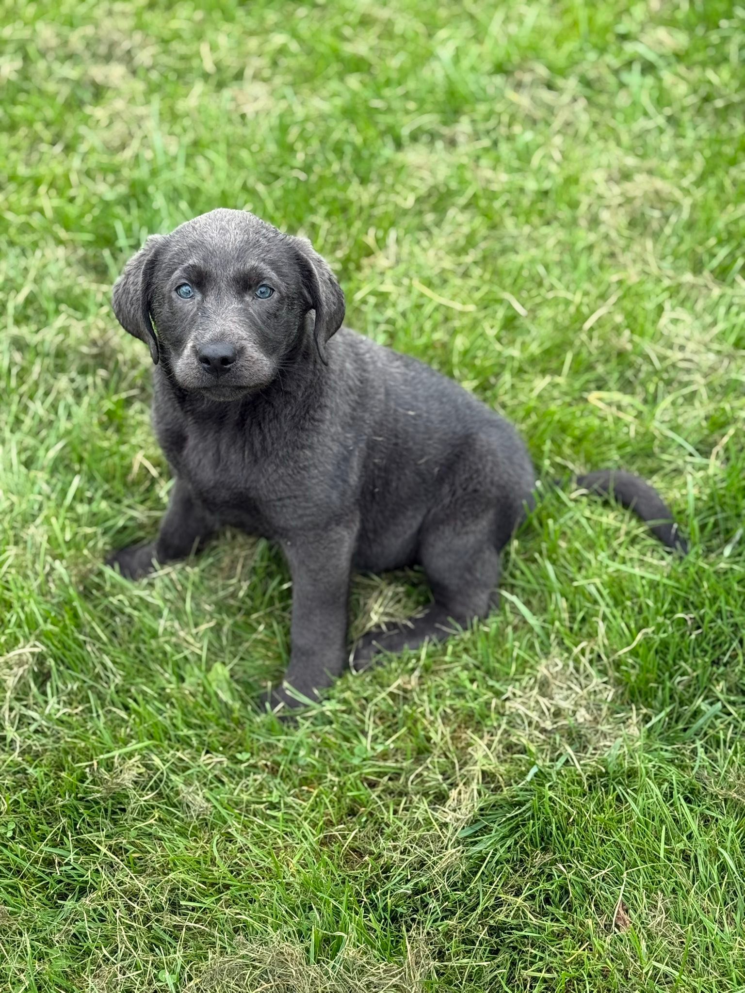 SilverBack Labradors