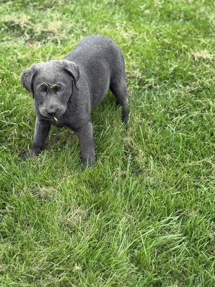 SilverBack Labradors