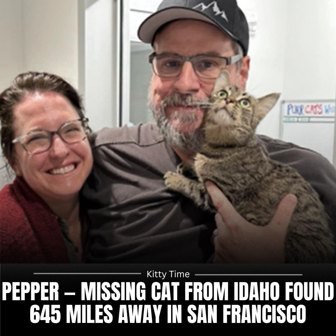Kitty - A family in Boise lost their indoor cat Pepper after she ...