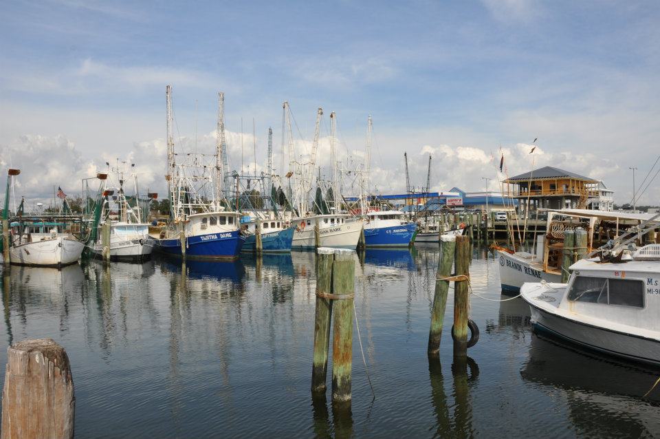 Auburn University Shellfish Lab - Look at these beauties from Caminada ...