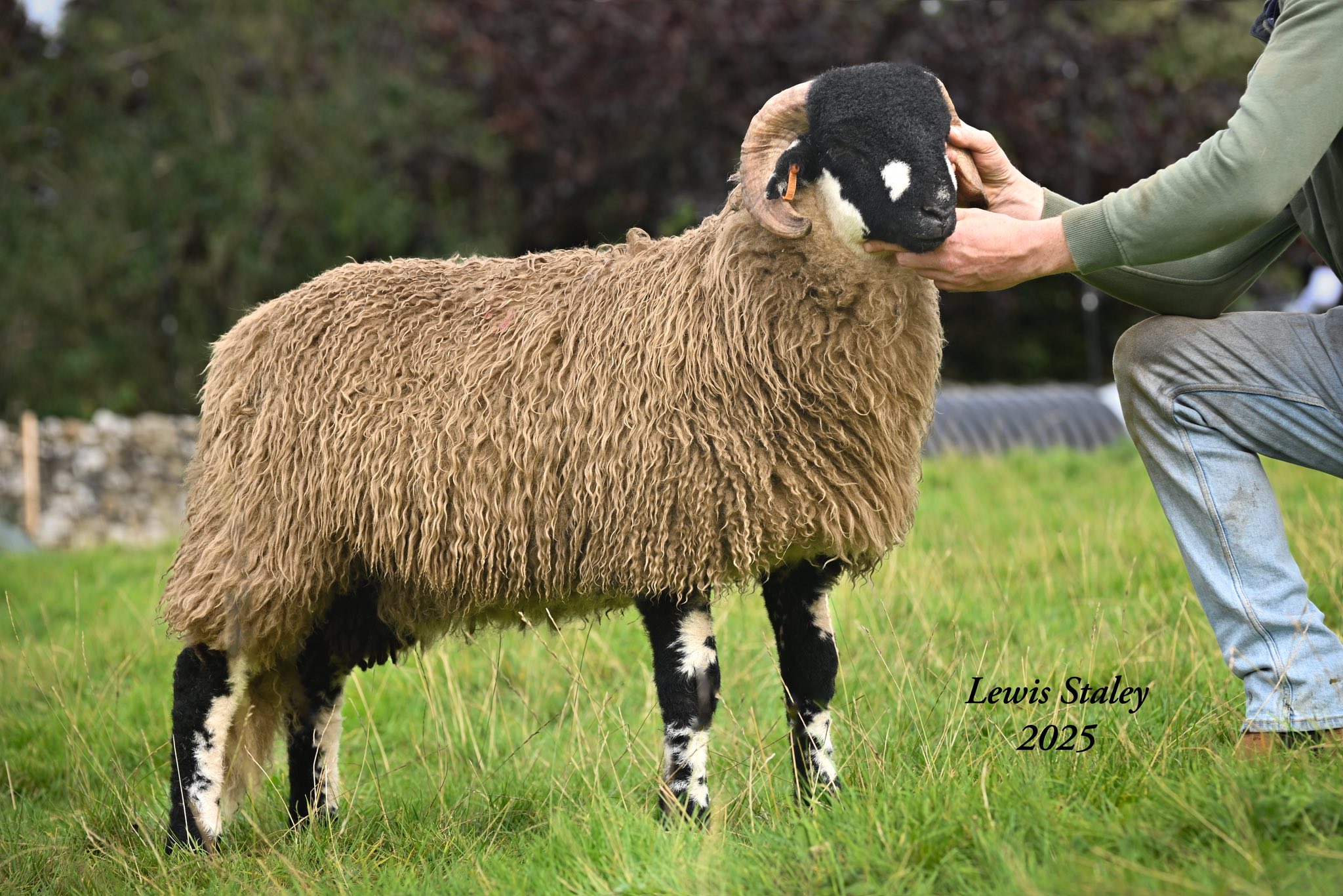 Dalesbred Sheep... - Dalesbred Sheep Breeders Association