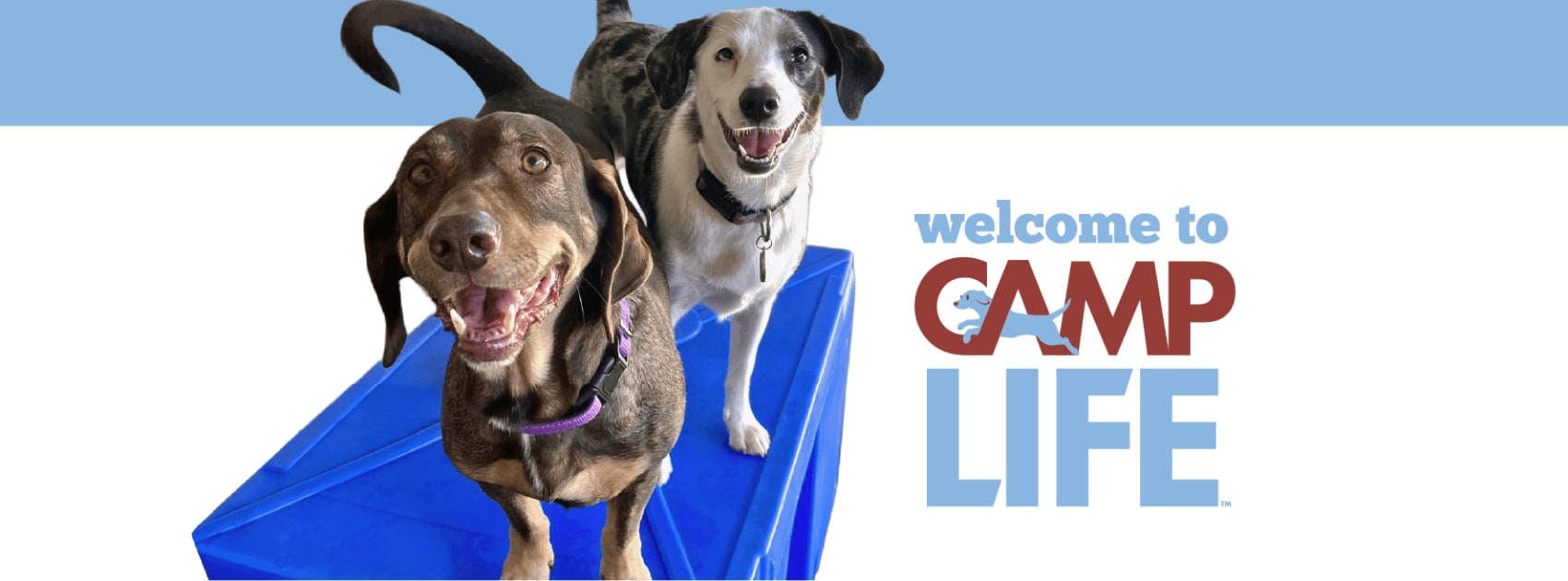 🫧 Fresh pup loading… 🐶 Add a... - Camp Bow Wow Noblesville | Facebook