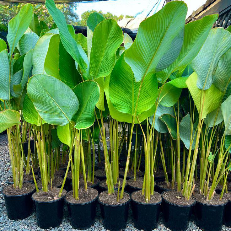 Midula Plants - අඩුම මිලට අපෙන් 😍🌿 කැලතියා ලුතියා වැඩි... | Facebook