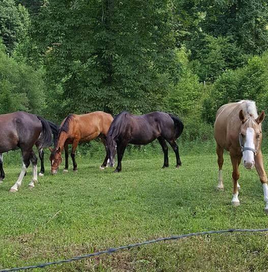 Cable's Riding Stable's | Zachariah KY