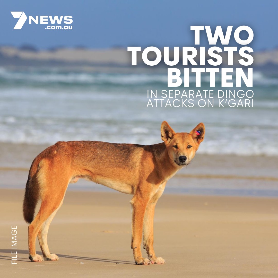 7NEWS - Rangers on K'Gari have stepped up patrols after two tourists ...