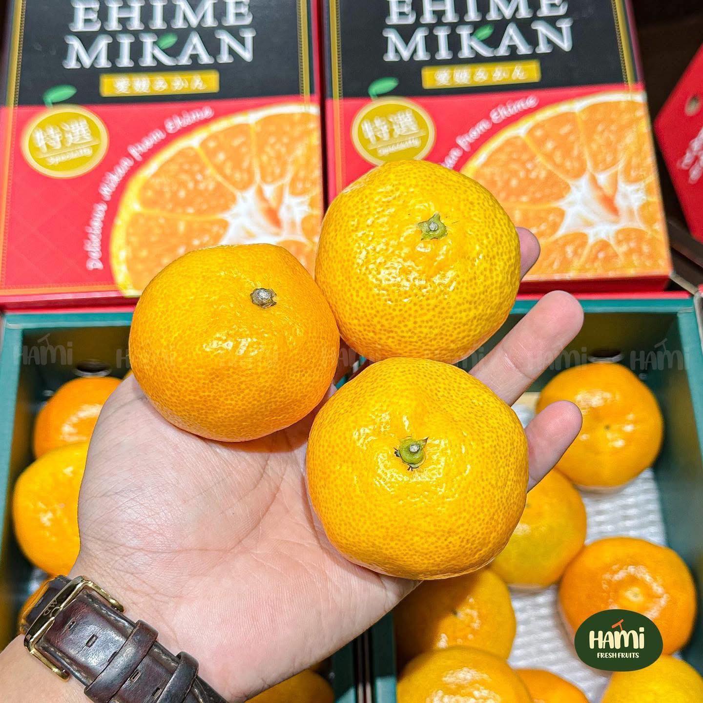 Japanese Ehime Mikan Gift Box 🍊🇯🇵 Mikan Gift Box from Ehime