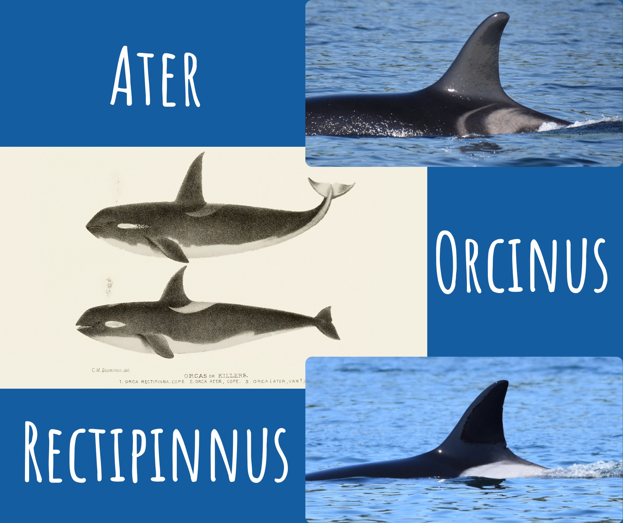 Earlier this week a new study... - Orca Behavior Institute