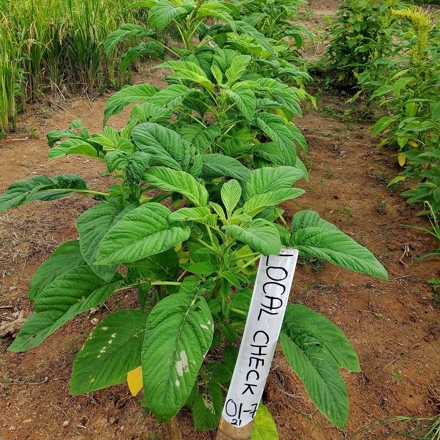 Crop Trust - Effective plant health measures protect field...
