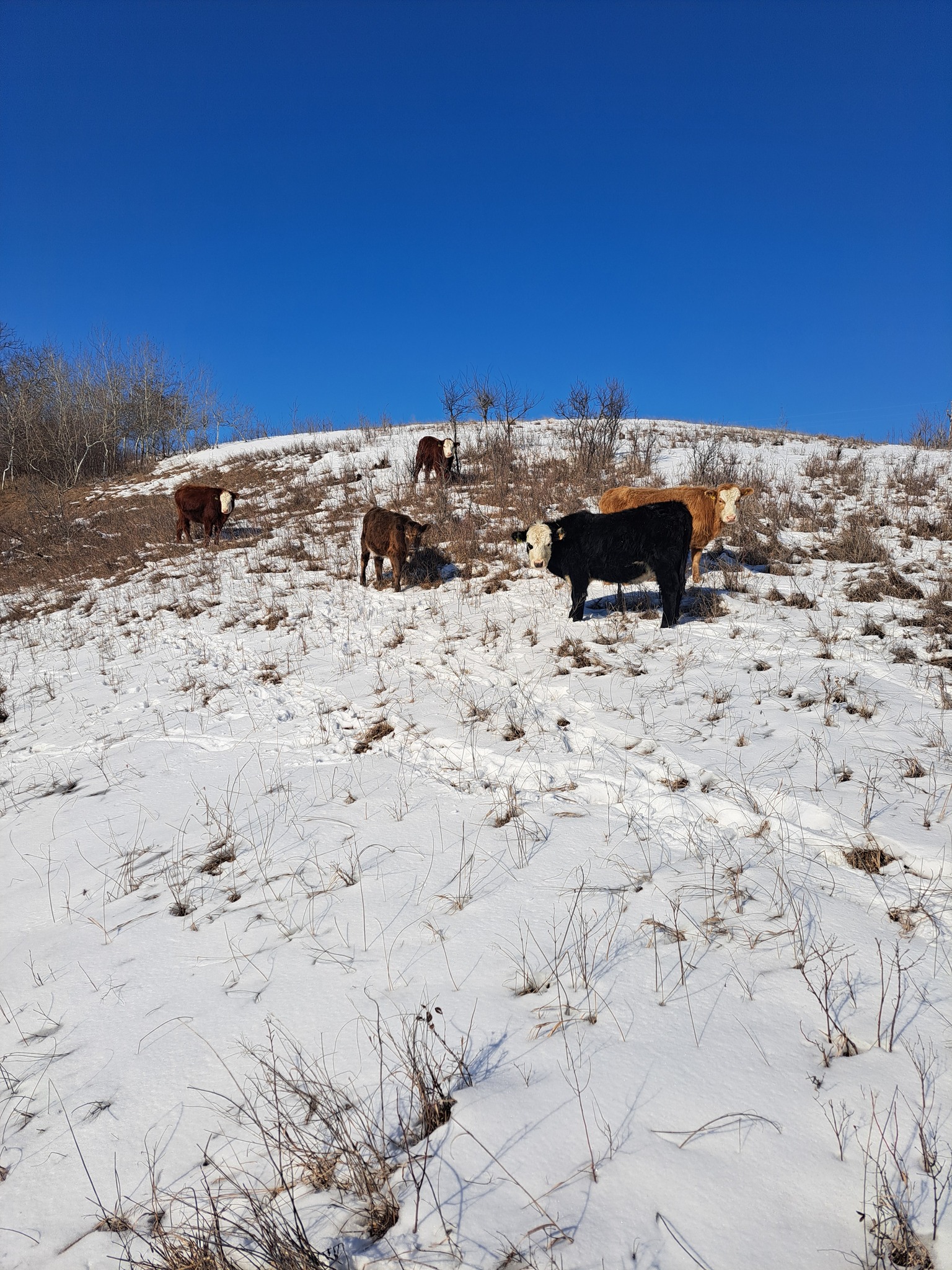 L Squared Ranch