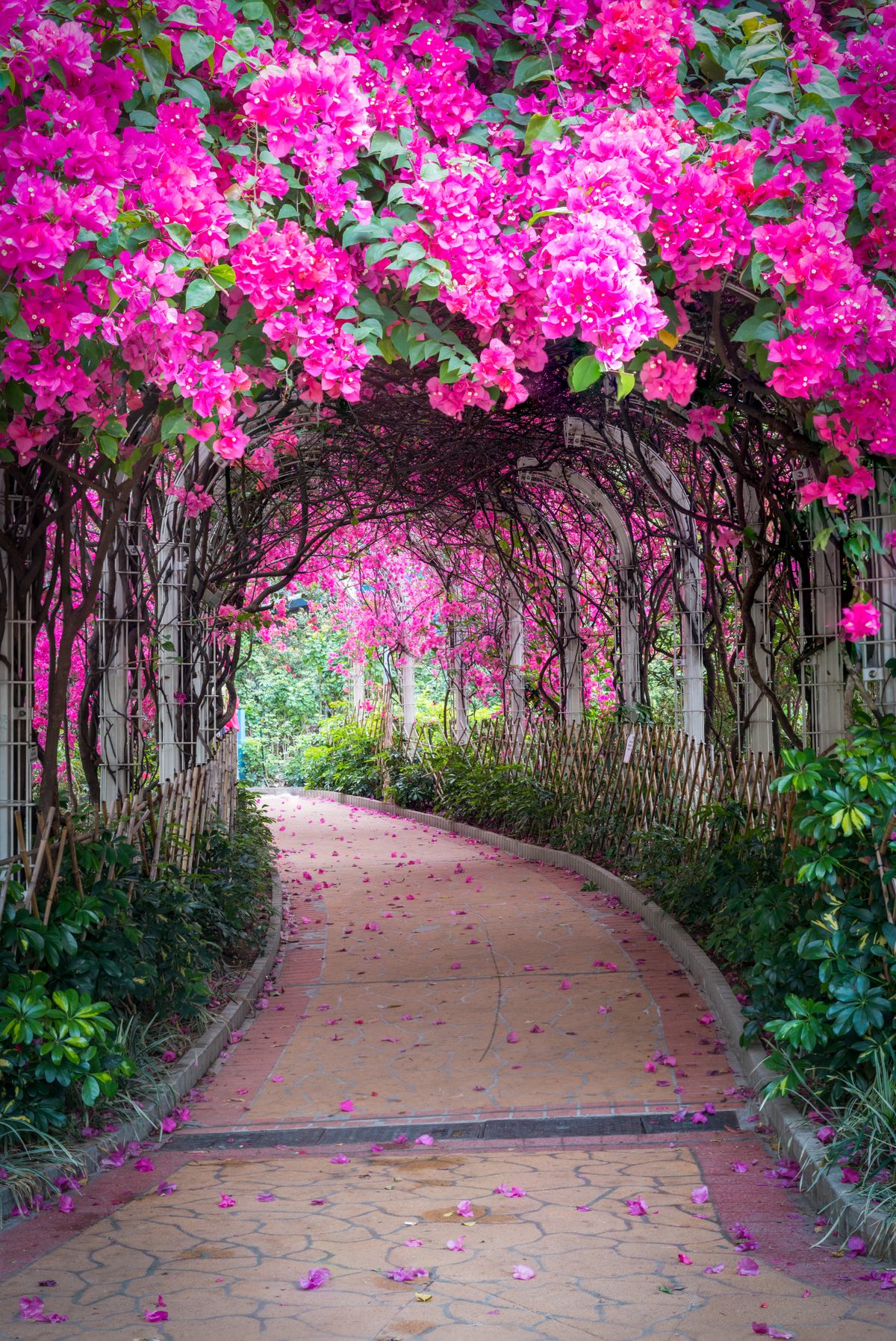 Every spring, a magical flower tunnel blossoms in Hong Kong
