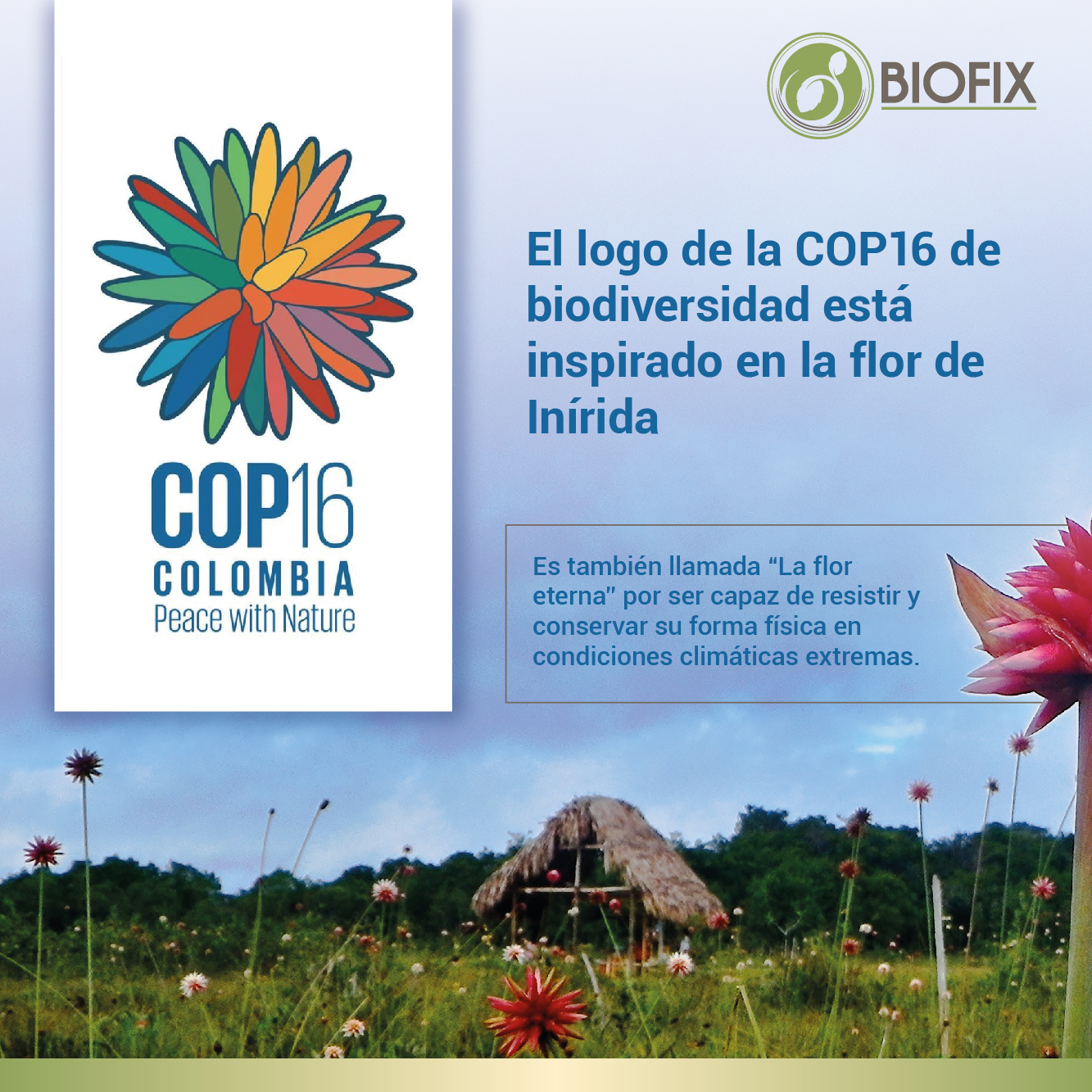 Biofix - La flor de Inírida es la protagonista en el logo...