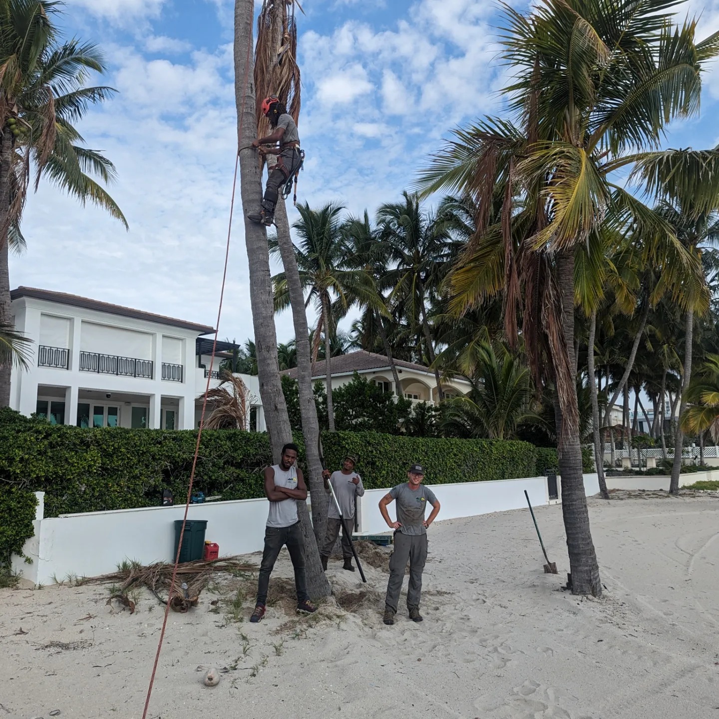 True Tree Service