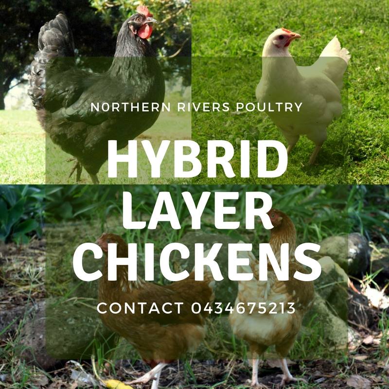 Northern Rivers Poultry