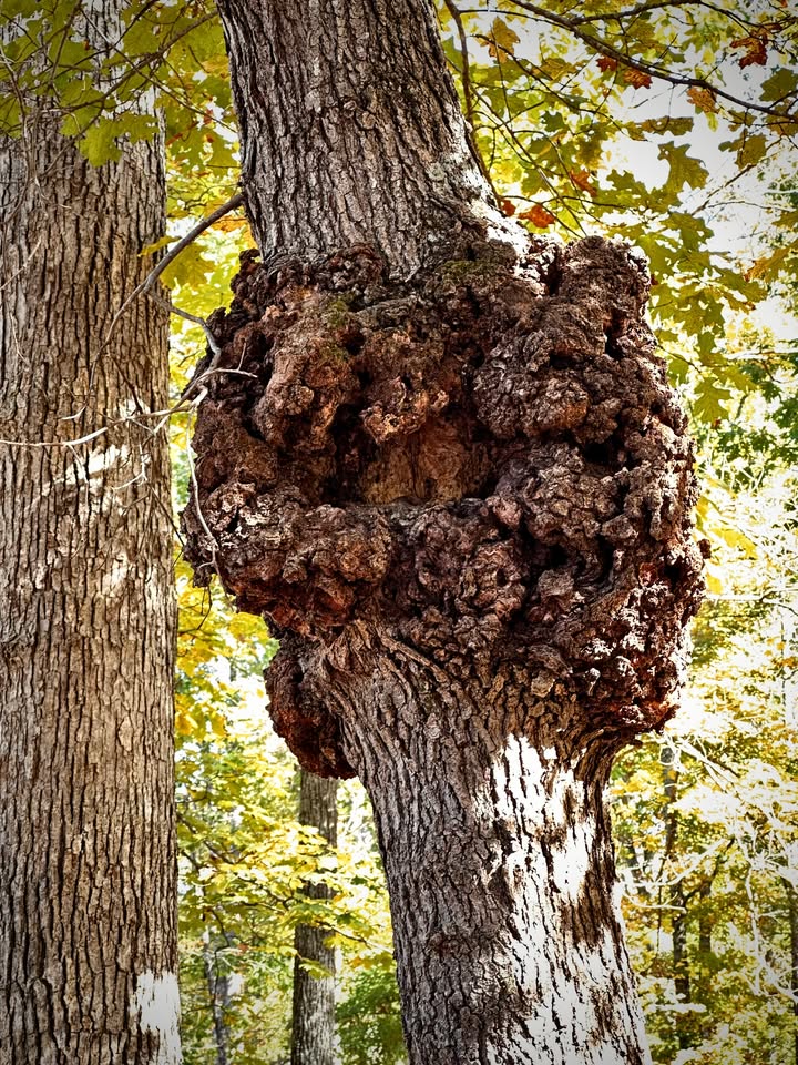 The Naturalist's - “A bodacious burl about 15 feet up on a tree in ...