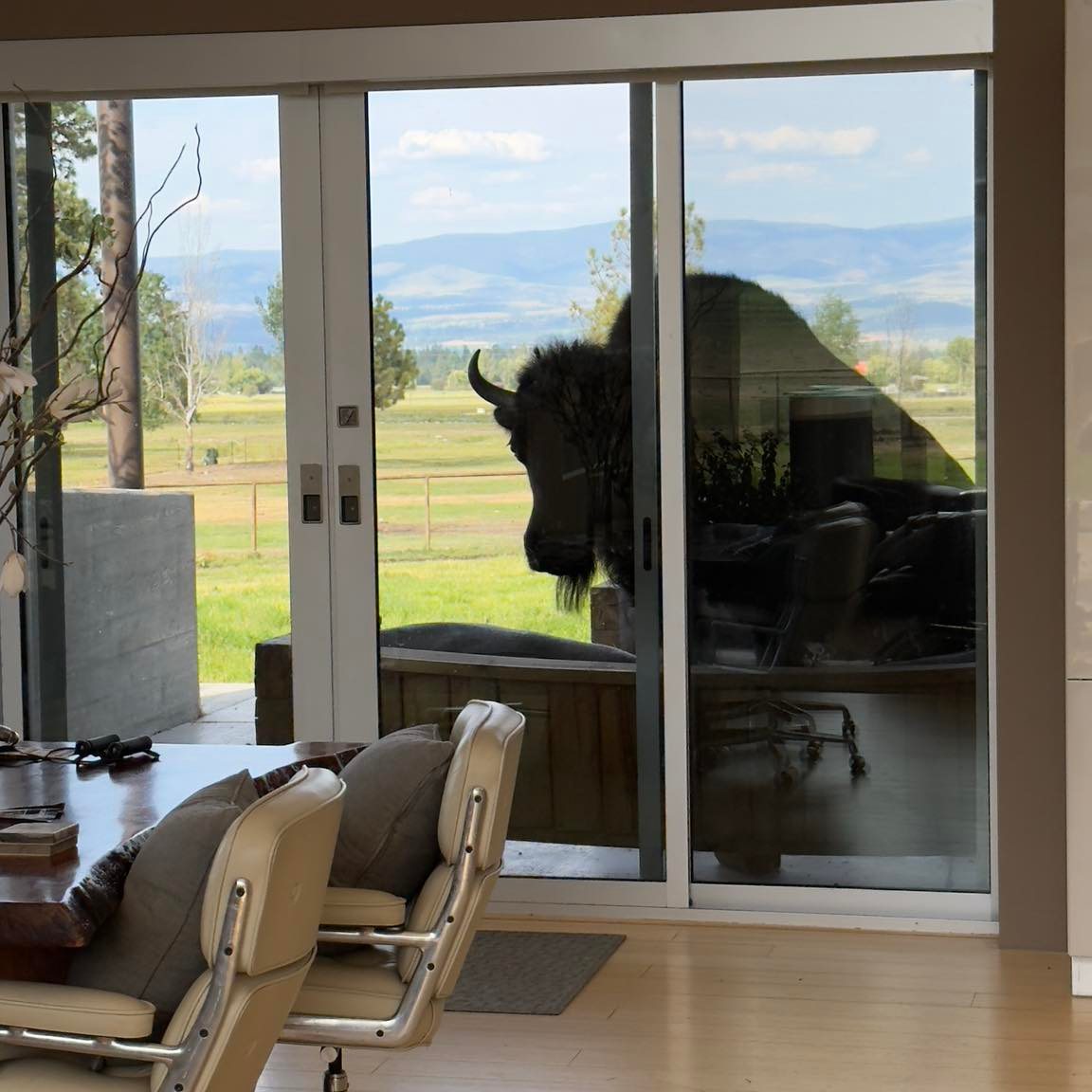 It’s official Montana officials investigated my bison rescue and ...