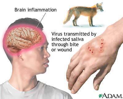 Doc - Kagat ng aso o pusa... MAG-INGAT SA RABIES: Heto Ang Gagawin By ...
