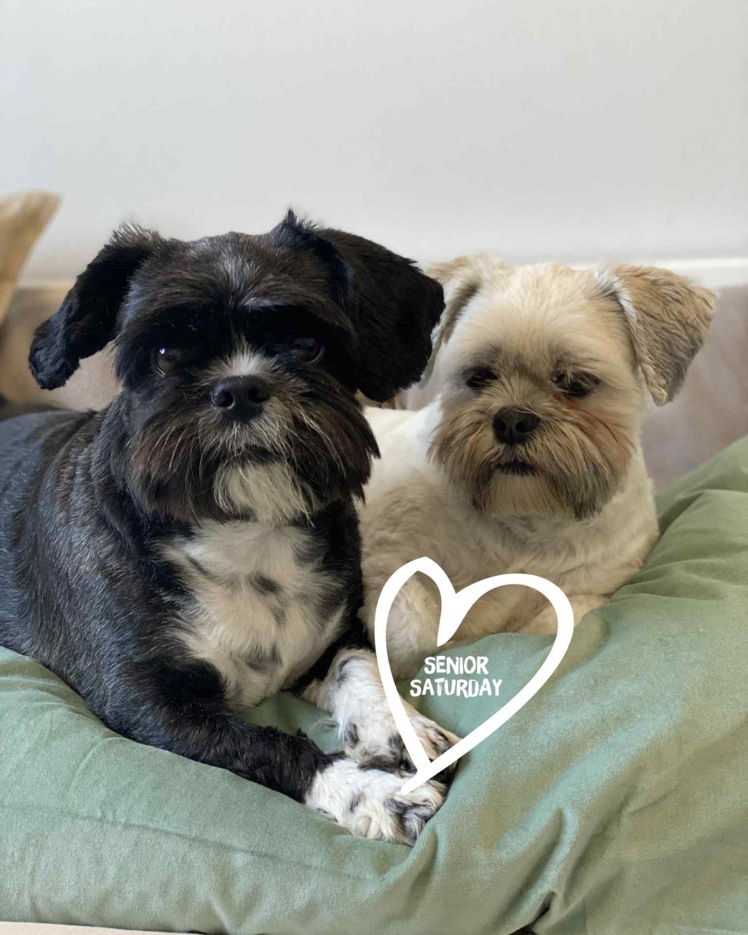 Only Rescues UK - 💛 ADOPT ZOLA AND LAYLA 💛 Zola and Layla... | Facebook