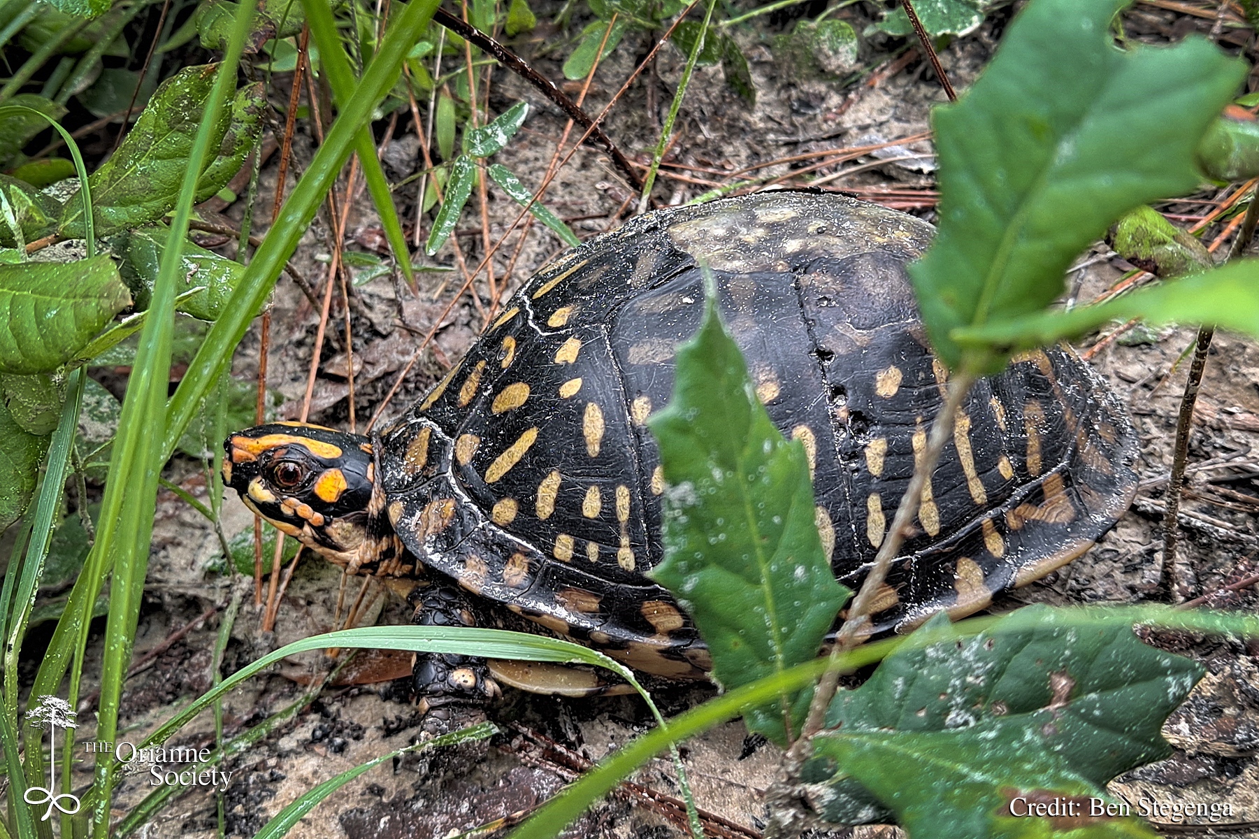 The Orianne - Ben recently spotted this Eastern Box Turtle approaching ...