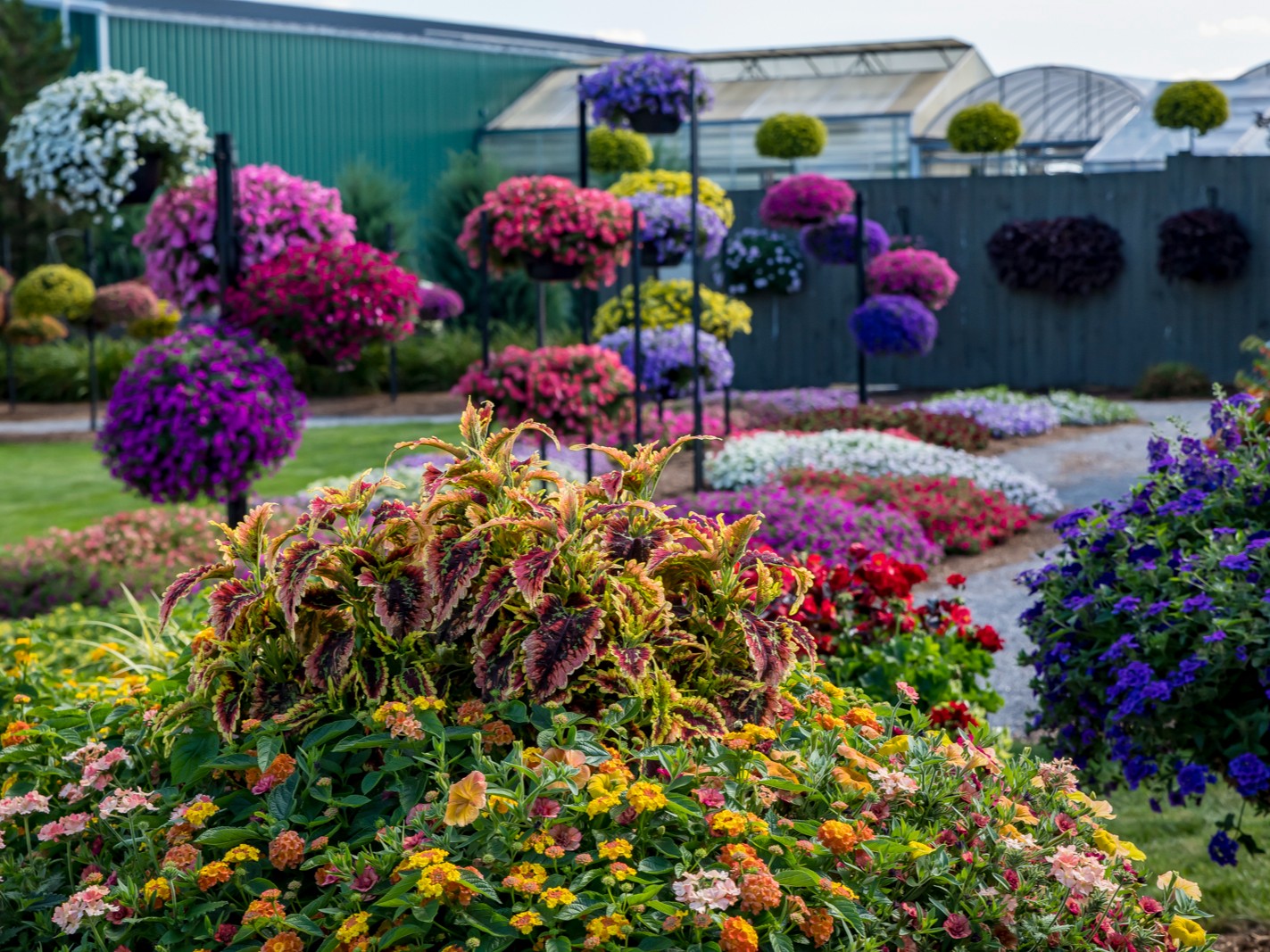 Proven Winners - We are all itching for color... | Facebook