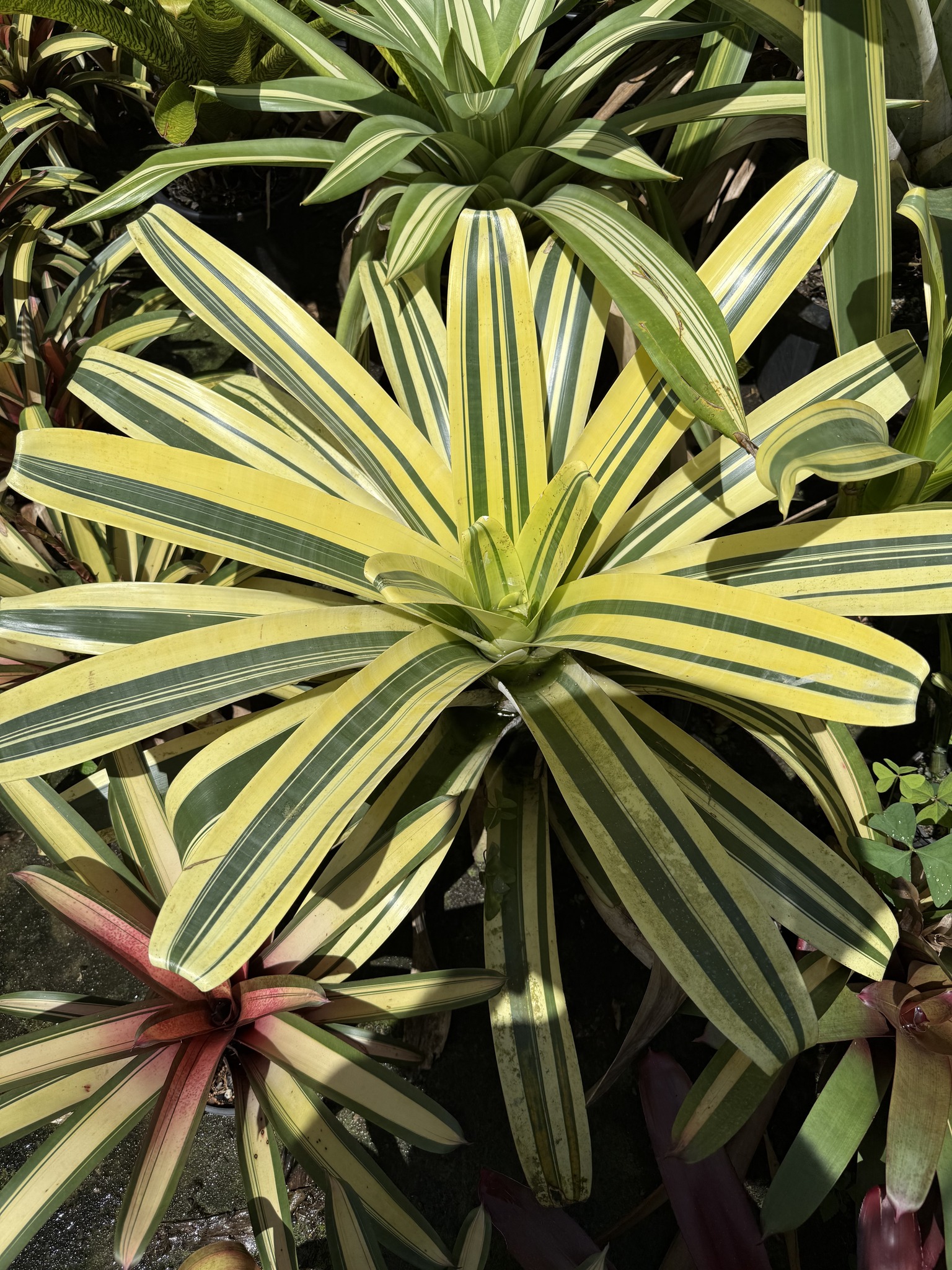 A beautiful variegation of Alcantarea john stoddart