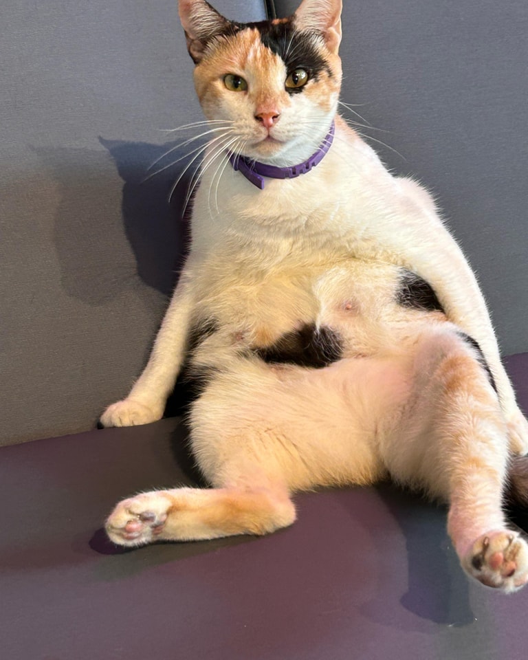Huellitas Panama - Te has preguntado porque algunos gatos callejeros ...