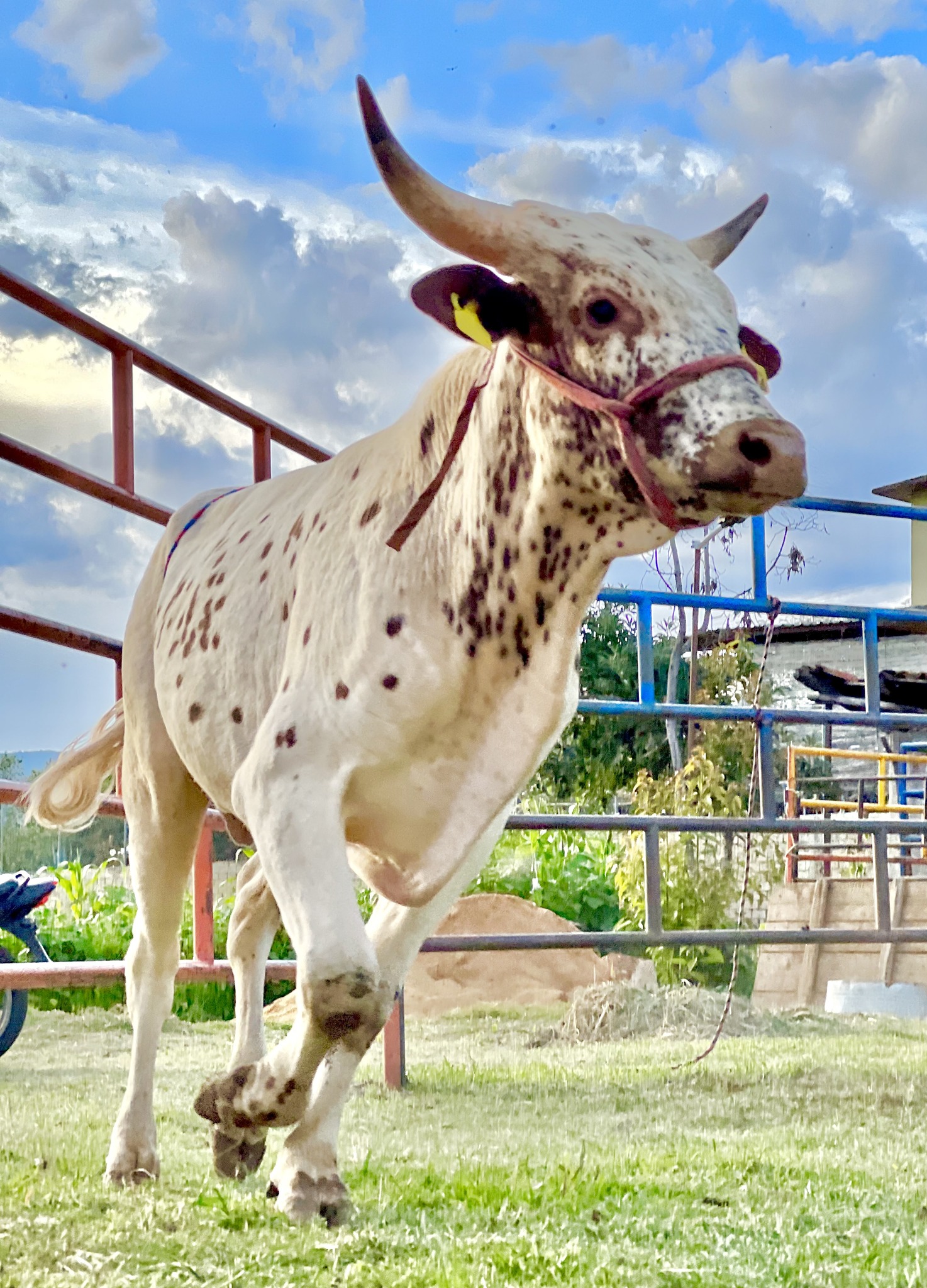 Rey - 🌈 ️ LA MENTE ES COMO UN PARACAÍDAS,SOLO FUNCIONA SI SE ABRE ️ 🌈 🐂 ...