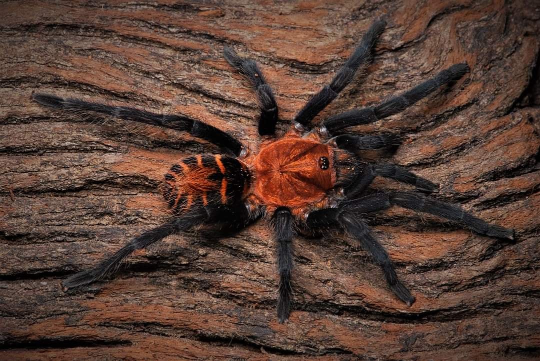 Tarántulas Perú - Davus ruficeps (ex Metriopelma zebratum)...