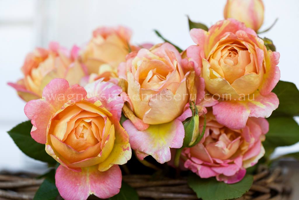 We still have good numbers of... - Wagner's Rose Nursery | Facebook