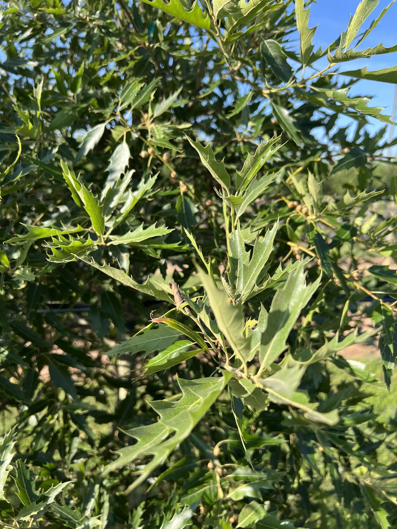 Dr. Deer - WildTree Mexican Oak at 2.5 years! Producing... | Facebook