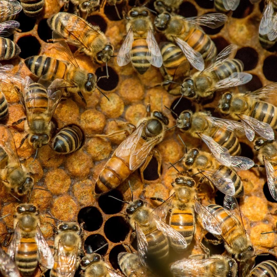 Bee2Bee Beekeeping Supplies | O'Connor WA