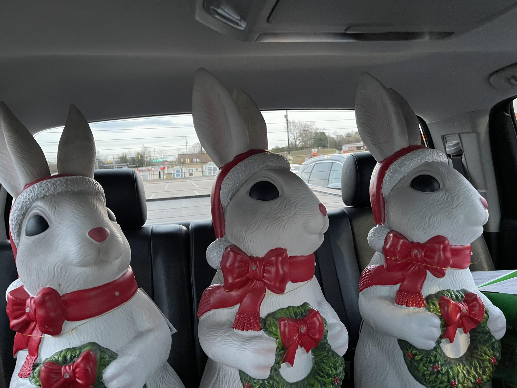 Alabama Rabbit Rescue/The Blissful Bunny | Birmingham AL