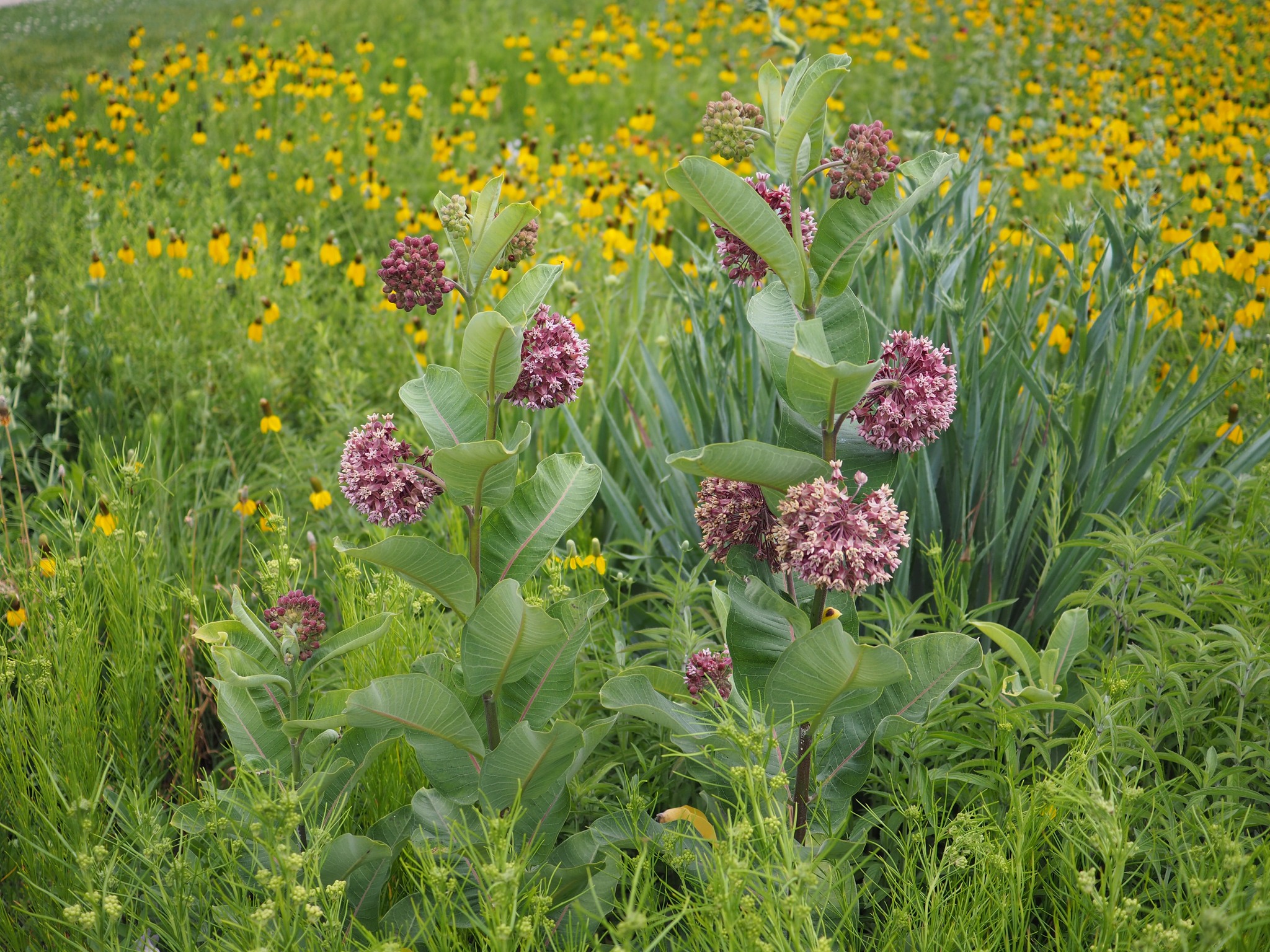 Prairie Landscapes of Iowa LLC