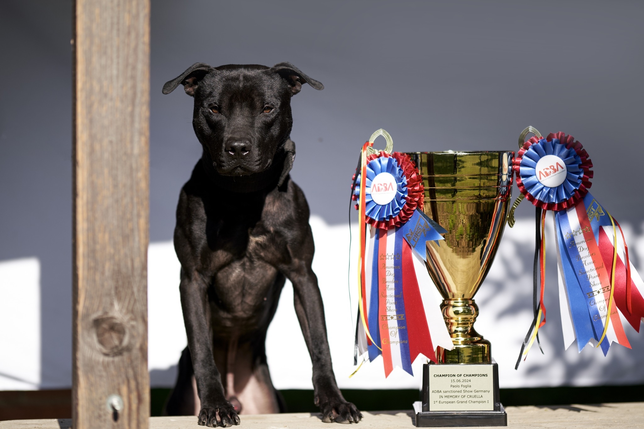 CH ADBA JOCKER X CH ADBA YUMIKO 37 giorni 🦍🦍🦍 . . . . #lovepitbulls # ...