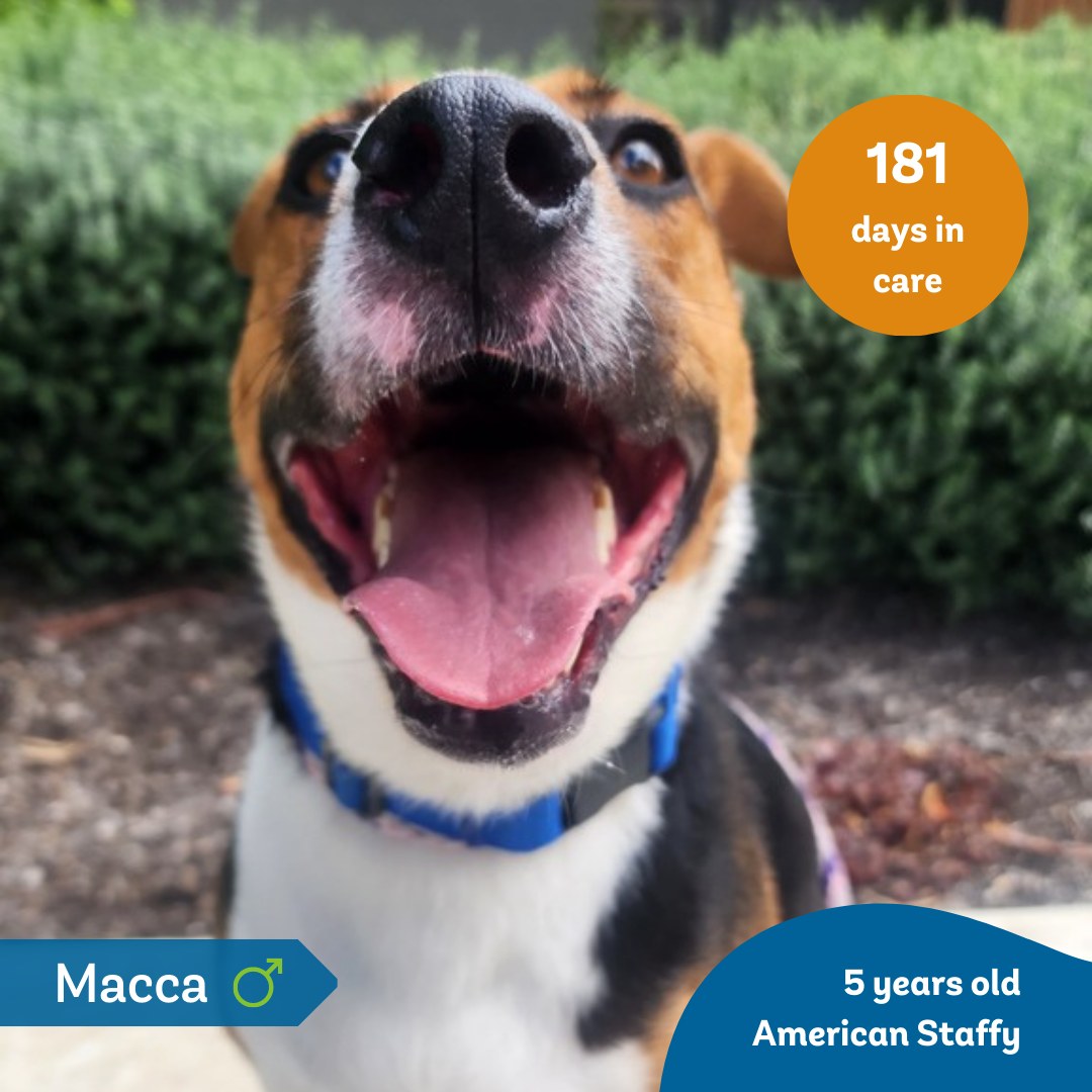 👅 It's #tonguesouttuesday! 👅... - Animal Welfare League SA